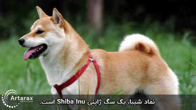 شیبا اینو سگ ژاپنی